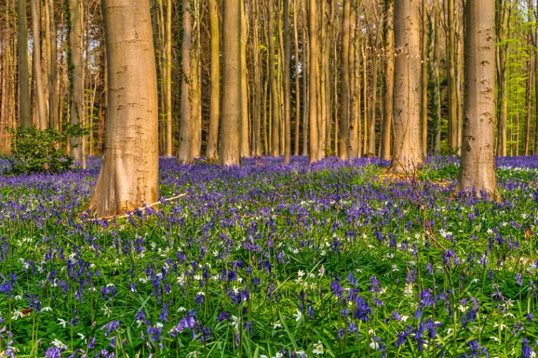 075 Hallerbos.jpg